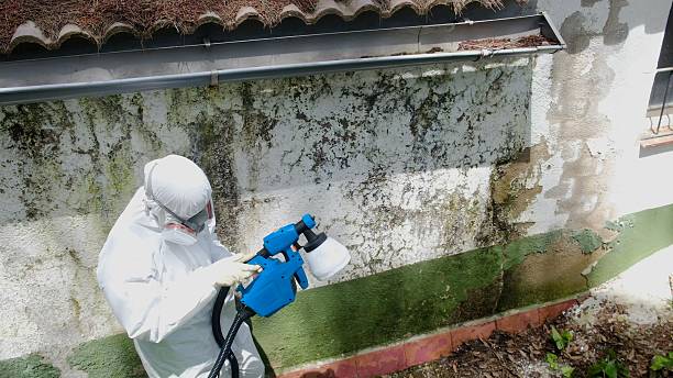 Top rated local Attic Mold Removal specialists in Mount Juliet, TN